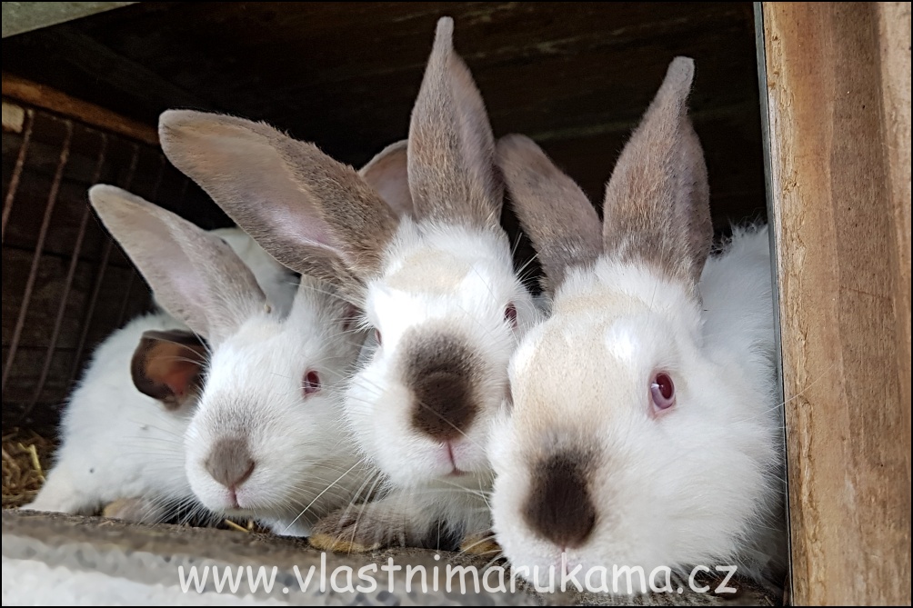 Králíkárna má k zdravému vývoji králíků zaručit čistý a suchý prostor odpovídajících rozměrů, světlo, čistý vzduch, přiměřenou teplotu a také klid. 